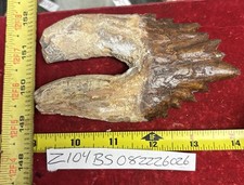 5 1/4” Basilosaurus Tooth 40-34 Mil Yrs Old Late Eocene picture