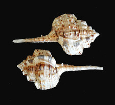 Snipes Bill Murex Seashell Pair Large 4.75