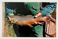 1951 Brown Trout Caught Fish Michigan Vacationland Fisherman Vintage Postcard picture