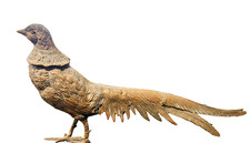 Vintage Brass Pheasant Figurine Mid Century Modern Bird Sculpture Long Tail MCM picture