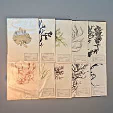 Vintage 1975-79 Seaweed Herbarium 10 Specimens Carolina Biological Supply Algae picture