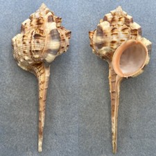 #2 Haustellum haustellum 109.8mm F+ No Data picture