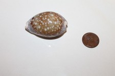 Calf Cowrie Shell **MANY OTHER SHELLS AVAILABLE** picture
