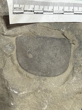 Large Eurypterus lacustris Carapace Ridgemount Quarry Canada Silurian E7 picture