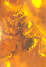 Ultra RARE 2 True Bees of Genus Electrapis in Baltic Amber Fossil Gemstone picture