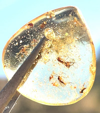 Certified 100 Million Year Old Tanzanian Amber Cabochon picture