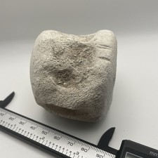 Whale/Dolphin Vertebrae Fossil RARE POSSIBLE BITE MARKS Cetacean Vertebrae picture