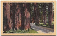 Vintage 1942 Redwood Highway California Redwoods Linen Postcard 2B-H360 picture