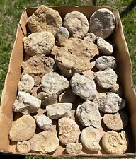 France Fossil Ammonites WHOLESALE LOT Middle Jurassic Age French Fossils picture