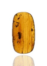 Detailed Coleoptera (Beetle) swarm, Fossil insect inclusion in Burmese Amber picture