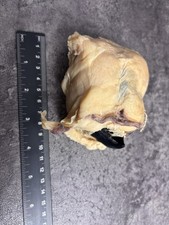 Very Rare, Preserved Plastinated Specimen Of A Giant Squid Beak picture