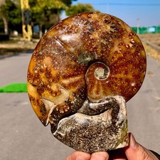 2.14LB  Rare Natural Tentacle Ammonite Specimen  Healing Crystal picture