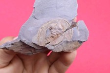 Declivolithus Ordovician Trilobite Fossil Specimen Morocco Paleontology Collecti picture