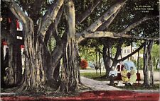 Interesting Large Banyan Tree Florida FL People Sitting Viewing Postcard Unused picture