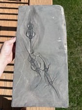 Huge All Natural Triple Keichousaurus Mortality Plate - Fossil Keichousaurus picture