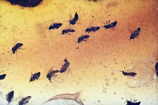 Large swarm of flies with mating pair, Fossil inclusion in Burmese Amber picture
