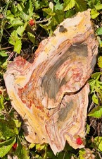 Caldera Paint Jasper big slab picture