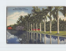 Royal Palms Along a Waterfront Estate in Florida B-311894 picture