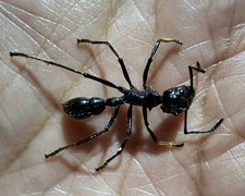 Formicidae/Real Bullet Ant Speciment Paraponera Clavata Size 19-24mm Lot Of 10 picture