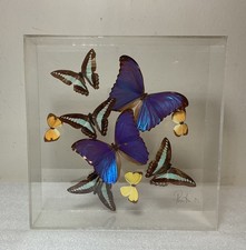Beautiful Real 9 Flying Butterfly Taxidermy Display In Acrylic Box 10”x10” picture