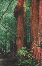 Vintage California Chrome Postcard Massive Burls Redwood Trees picture