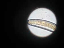 NEMATODES SOIL/PLANT PARASITES 84 Prepared Microscope Slides CALIFORNIA vintage picture