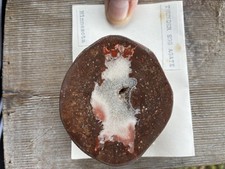 Lake Superior Thunder Egg picture