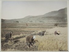 c.1880's PHOTO JAPAN - CUTTING RICE picture