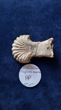 Medieval 14th-15th Century Lead Pilgrim's Ampulla.   Scallop Design With Shield picture