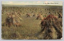 Vintage South Dakota Wheat Harvest Postcard Bloom Bros. Farm Field Shocks picture