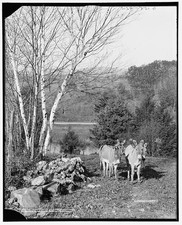 Pittsfield Massachusetts Berkshire Park Donkeys 1900s Landscape Photo picture