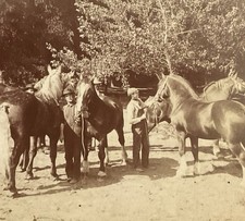 Thoroughbreds Race Horses Spokane Washington James Davis Kilburn SC8 picture