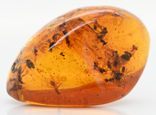 Large Swarm of Aculeata, Formicidae (Ant), Fossil Inclusion in Dominican Amber picture