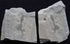Octopus 03 Juvenile Respiratory System Preserved - High Quality- Fossils Lebanon picture