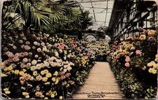 Chrysanthemum Display Horticultural Hall Philadelphia PA Vtg Postcard 5P21-24 picture