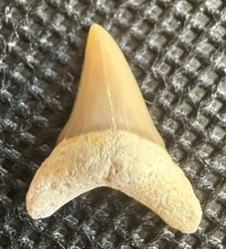 Rare Alopias Alabamensis 0.6” – Western Sahara, Morocco – Late Eocene picture