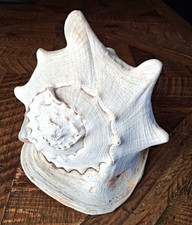 Large Queen Horned Helmet Conch Shell 10x8x8 HUGE picture