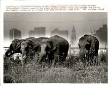LG19 1982 Original Photo BENTLEY BROTHERS INTERNATIONAL CIRCUS ELEPHANTS BOSTON picture