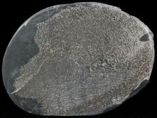 Fossil Ichthyosaur Reptile Bones in Cross Section England COA 3874 picture