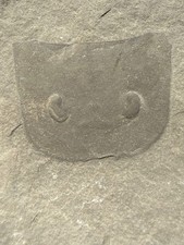 Eurypterid ( Fossil Sea Scorpion) Silurian – Ridgemount Quarry, Ontario E1 picture