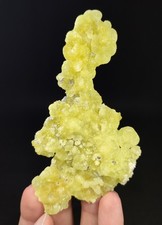 33-gm Lustrous Lemon-Yellow Botryoidal Brucite Crystal, Unique Formation - Pak. picture