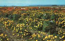 Lompoc CA California, Valley of Flowers, Marigold, Gardens, Vintage Postcard picture