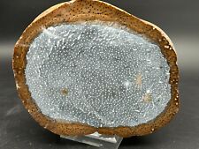 Petrified Palm Wood Slab end cut 10+lb lapidary root specimen picture