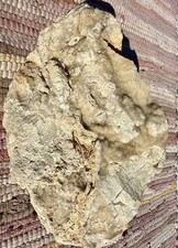 AMAZING* 9# Botryoidal Druzy Chalcedony In Fossiliferous Limestone Matrix *NICE picture