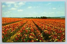 Vivid Color Flowers For Seed Lompoc California Unposted picture