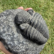 HUGE Phacops Trilobite REPLICA Brayfield Research Lab 7” Fossil Replica Display picture