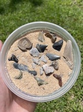 Fossil Shark Tooth Dig Kit (24+ Authentic Lowcountry Fossils) Megalodon GW Etc. picture