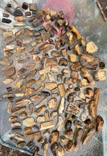 SPECTACULAR* 156 Pc-22# HUGE LOT~Petrified Fossil Wood~OUTSTANDING DETAILED LOT picture