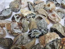 Natural Agate Oco 1 Lb Lots 50 Pieces Total Geodes Half Specimens Polished #7 picture