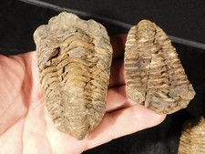 HUGE Lot of TEN BIG 400 Million Year Old TRILOBITE Fossils Morocco 981gr picture